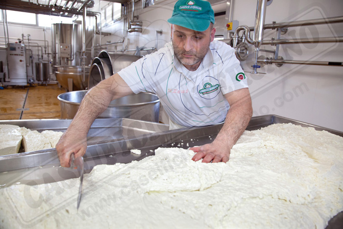 lavorazione-caseificio-aversano